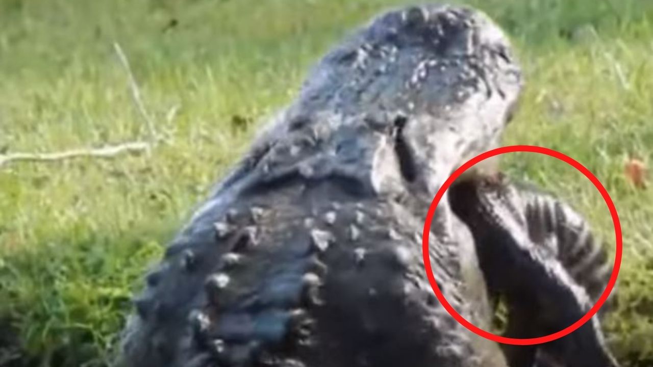 Monstruoso cocodrilo se come a otro de casi dos metros de un bocado, todo quedó grabado