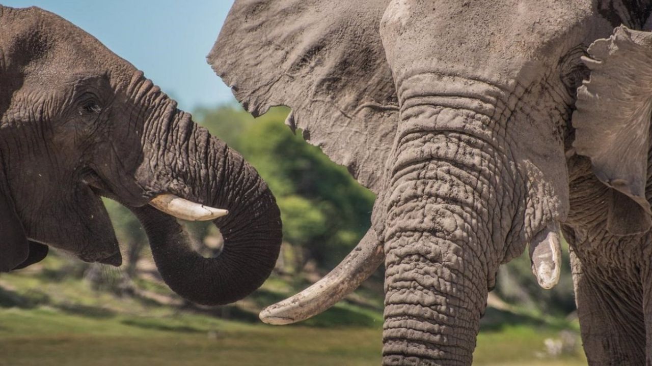 Turista muere aplastado por un elefante en un zoológico