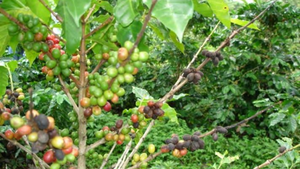 Preocupados productores de café en Honduras por plaga de arañas que destruye los cultivos