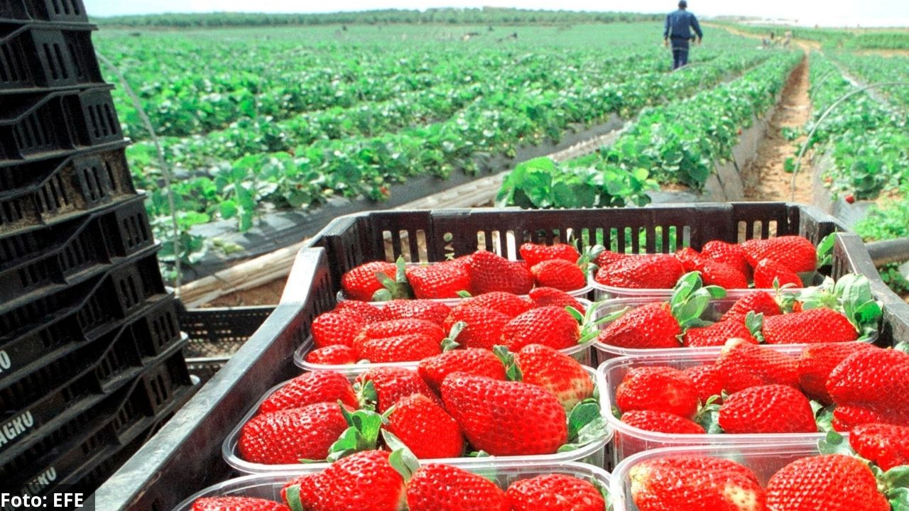 Hondureños viajarán a España para laborar en la recolección de fresas