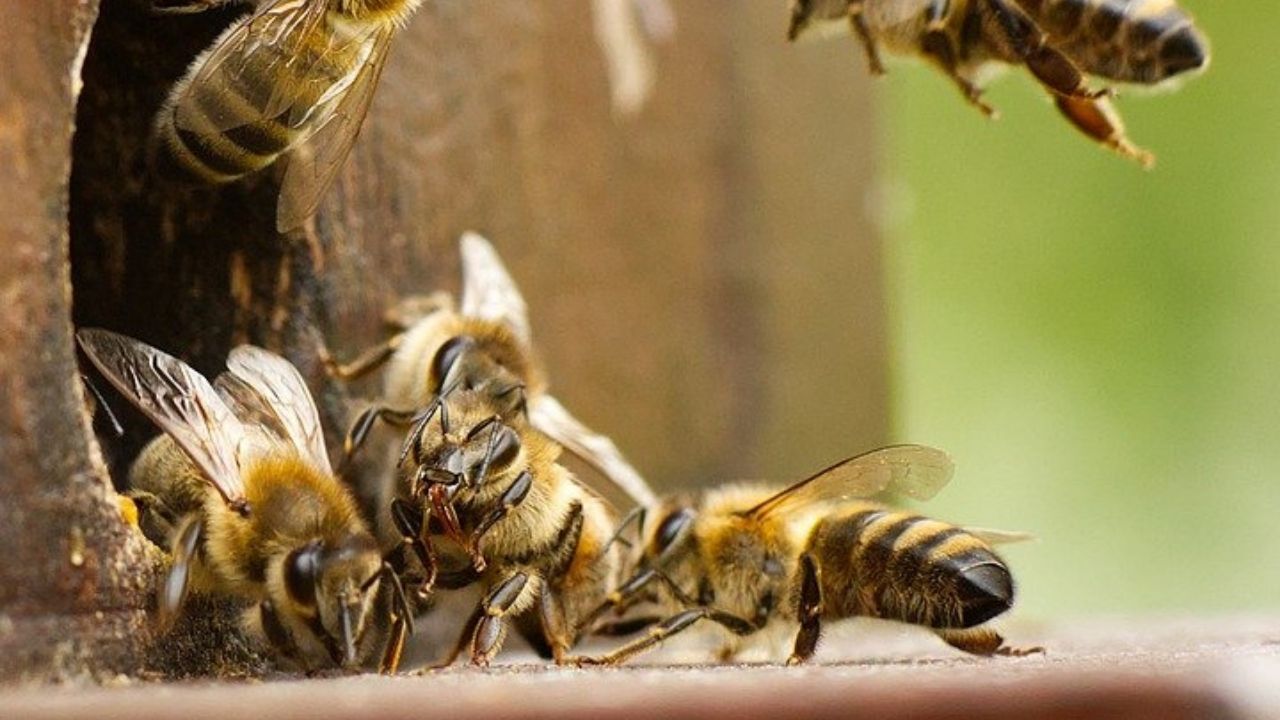 Anciano muere atacado por enjambre de abejas africanizadas en el sur de Honduras