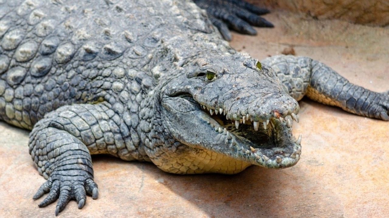 Anciano fue atacado por un cocodrilo al que confundió con un modelo de plástico