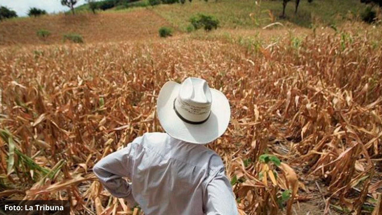 Instituciones internacionales trabajarán por la seguridad alimentaria en Centroamérica