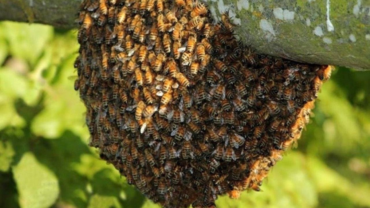 Enjambre de abejas africanizadas casi mata a padre e hijo cuando buscaban hojas para nacatamales en Yoro