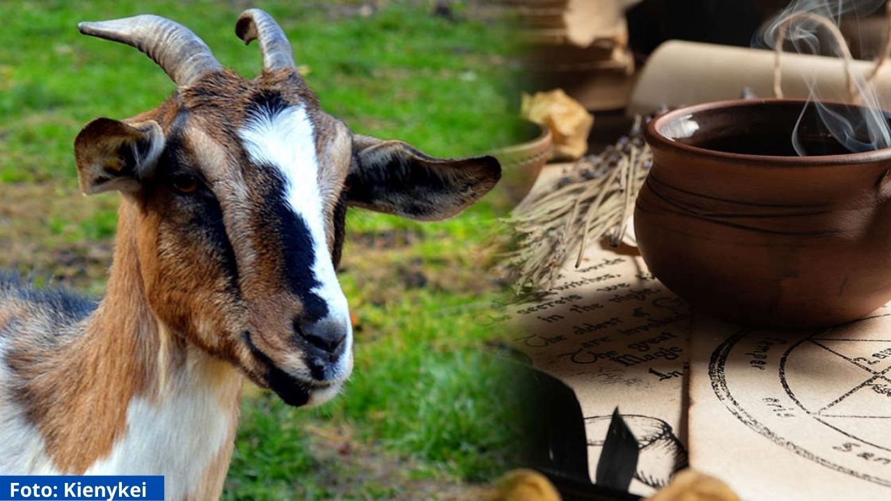 Animales que iban a ser sacrificados en ritual de brujería fueron rescatados en Colombia