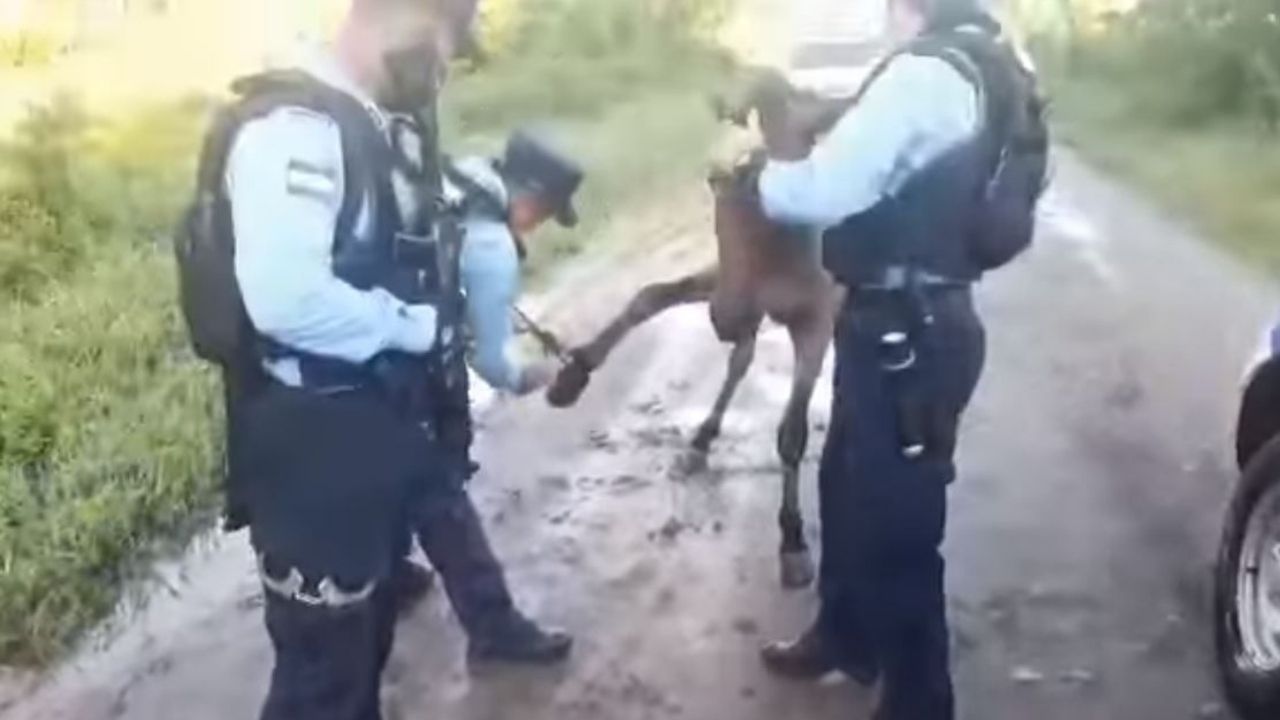 Imagen de 'Pobre animalito'; policías hondureños rescatan a caballo que encontraron con las 4 patas amarradas, este es el vídeo