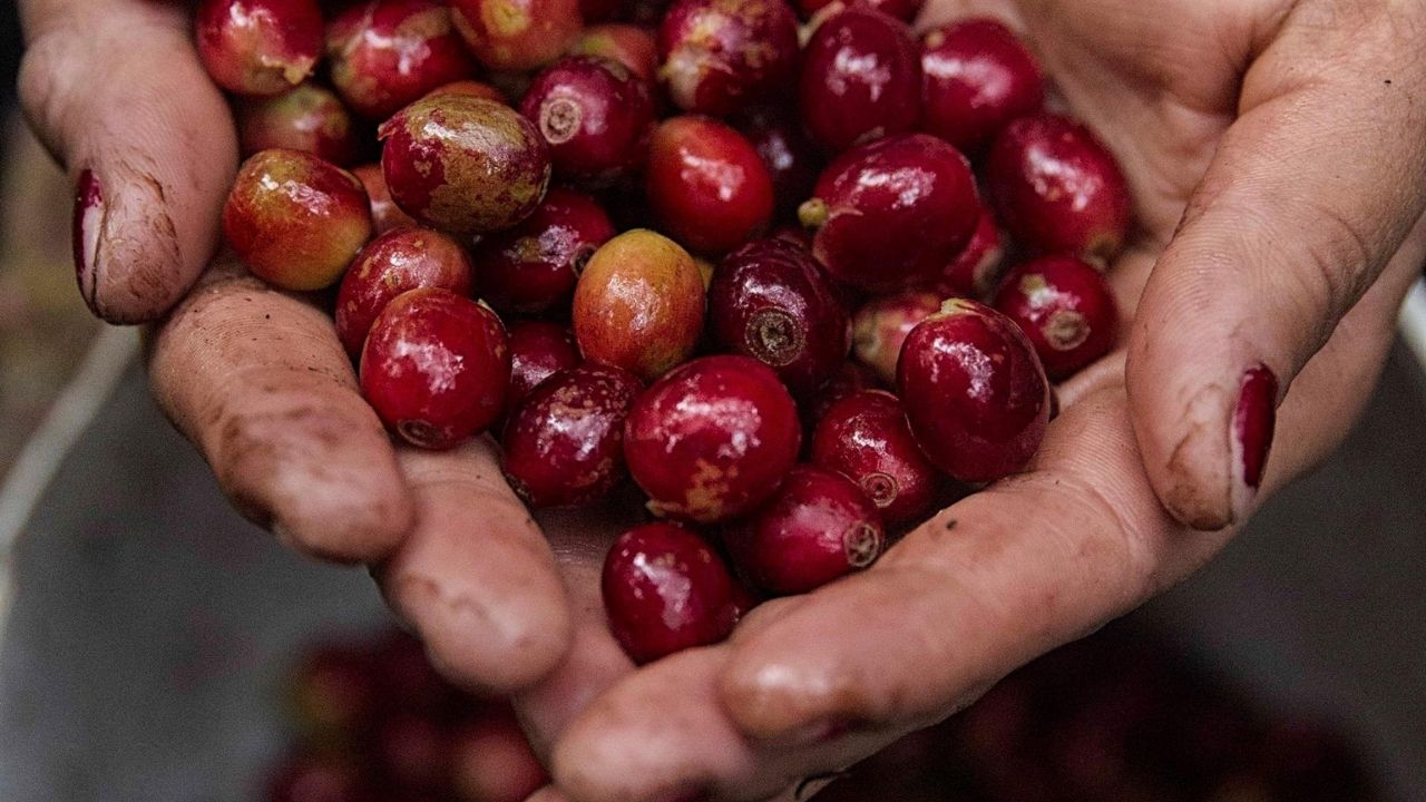 Ingresos por exportación de café hondureño suben 409 % en cosecha 2021-2022