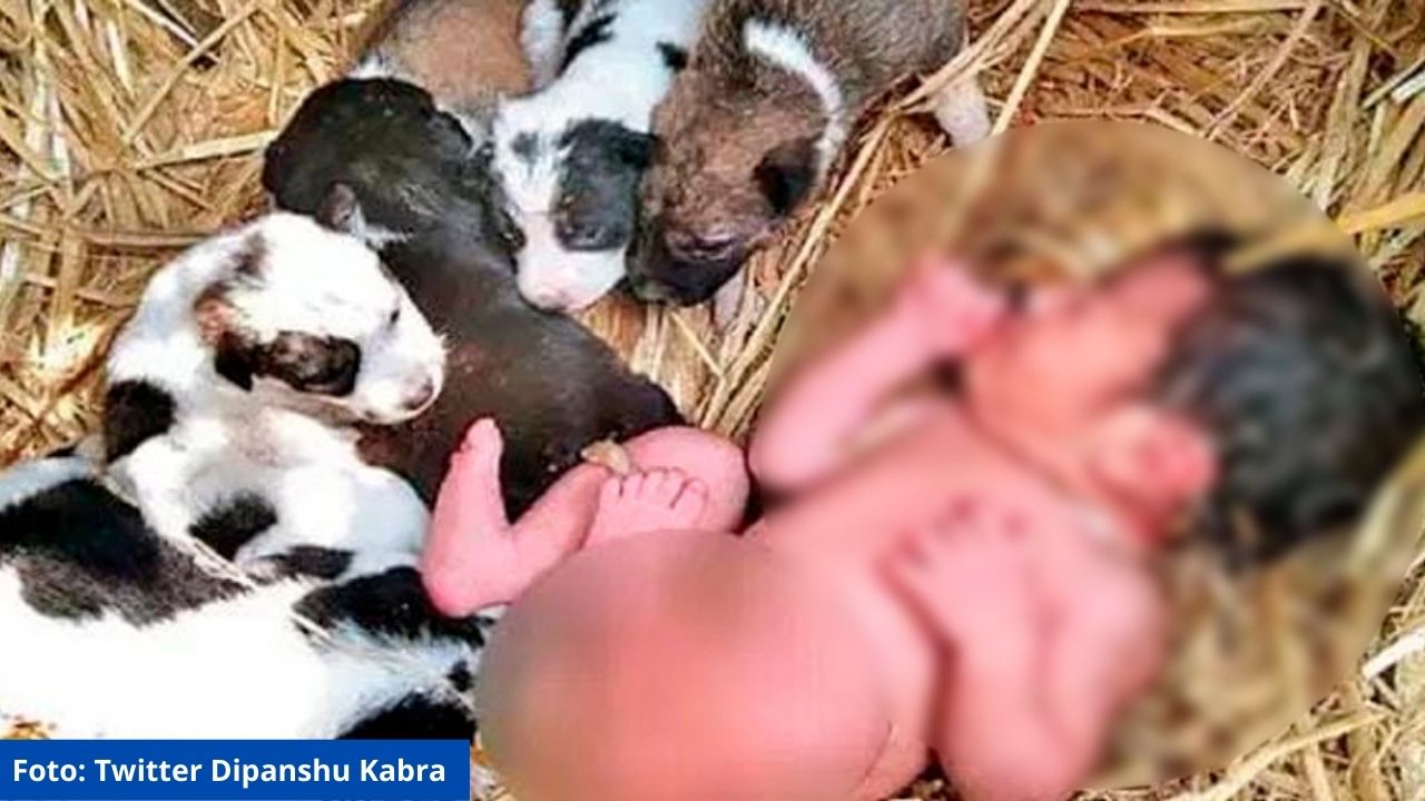 Encuentran a niña recién nacida abandonada y rodeada de cachorros en la India
