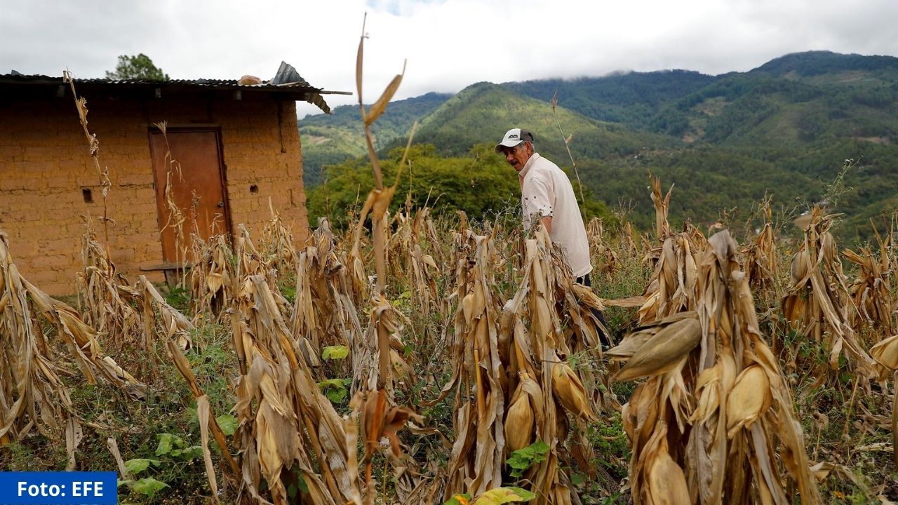 Inseguridad alimentaria, la otra pandemia que arrastra Honduras, según PMA