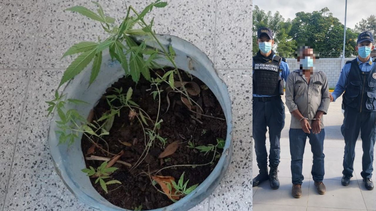 Policía hondureña presume captura de anciano acusado por cultivar marihuana