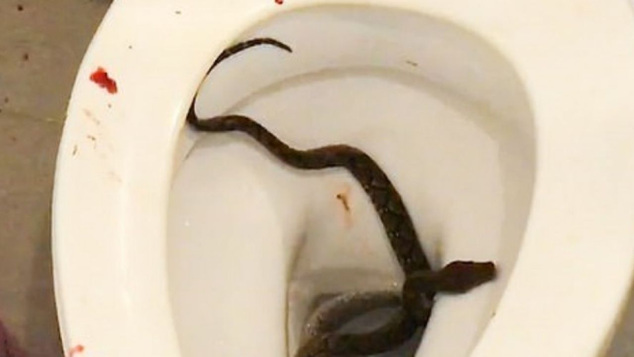 Serpiente muerde genitales a hombre que estaba en el inodoro: le hicieron un injerto de ingle