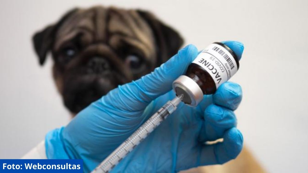 Chile se convierte en el primer país latinoamericano en aplicar vacuna contra el coronavirus a animales