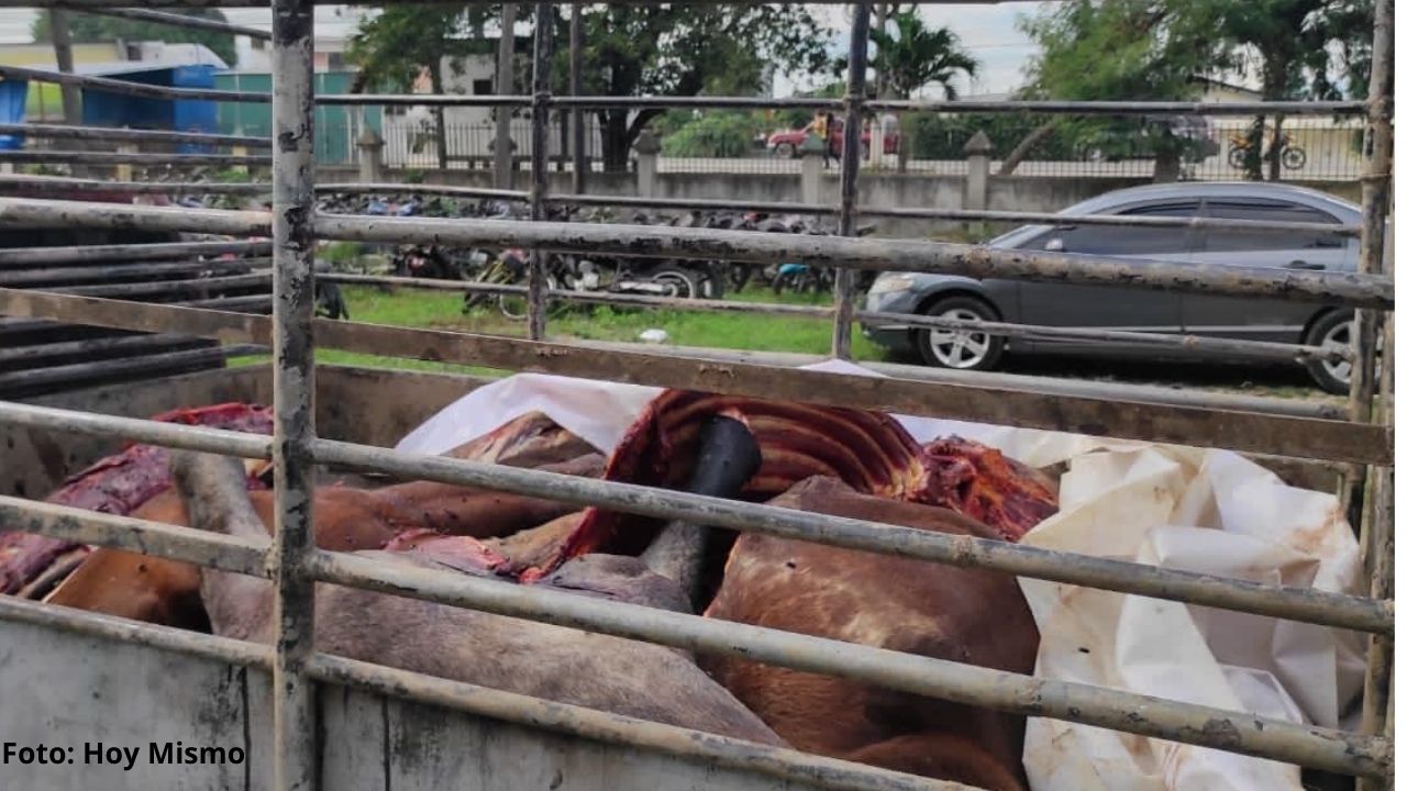 Policía Nacional decomisa carne de caballo en El Progreso, Yoro; hay una persona detenida