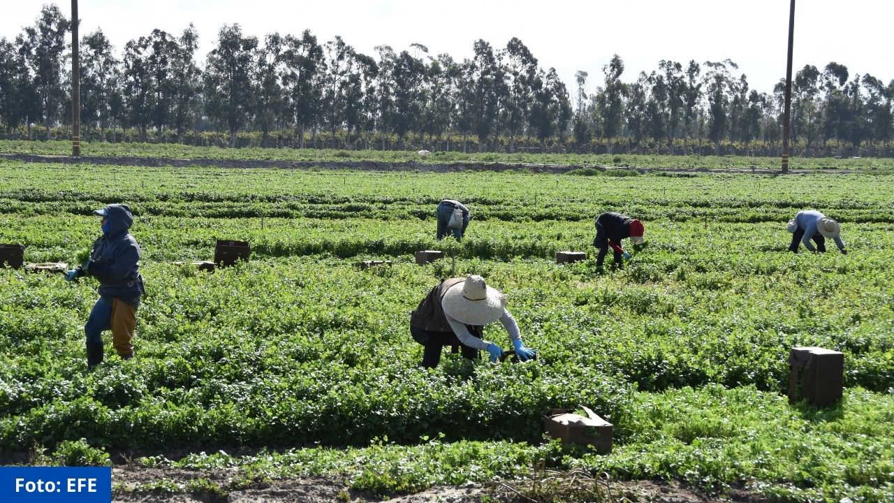 Acuerdo migratorio resolvería escasez de trabajadores en Estados Unidos, según expertos