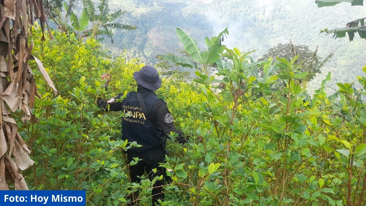 Descubren supuesta plantación de coca en Cortés