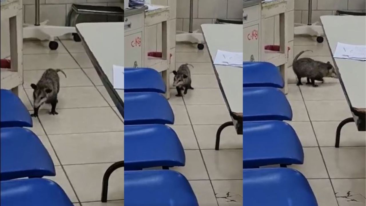 Guazalo ingresó a Sala de Maternidad del Hospital San Felipe y causó asombro entre pacientes