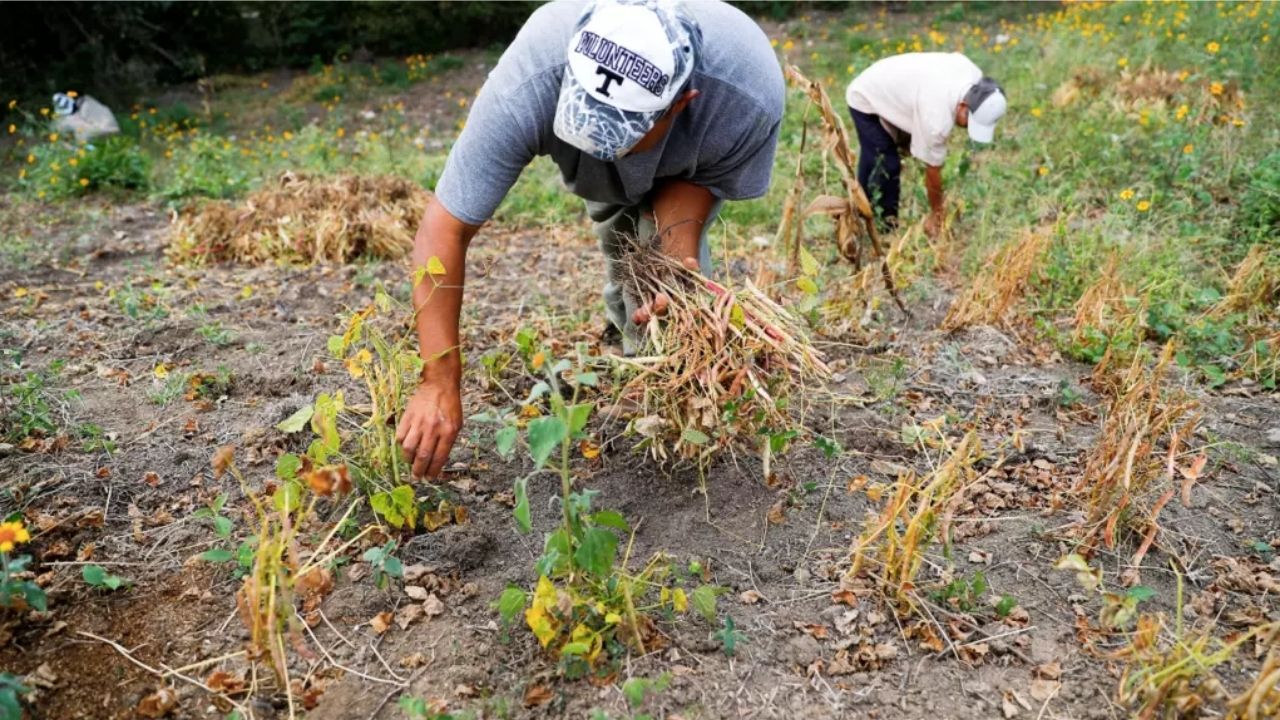 2.6 millones de hondureños sufrirán inseguridad alimentaria en junio próximo