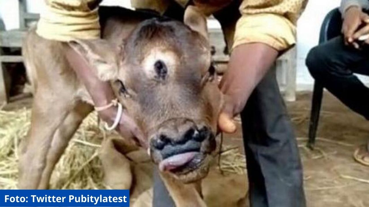 ¿Reencarnación de un 'dios'? Con tres ojos y cuatro fosas nasales nace ternero en India