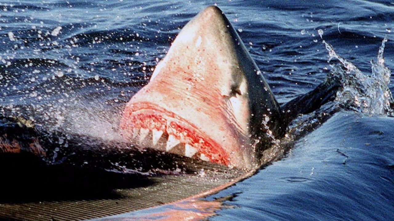Hombre se salva del feroz ataque de un tiburón