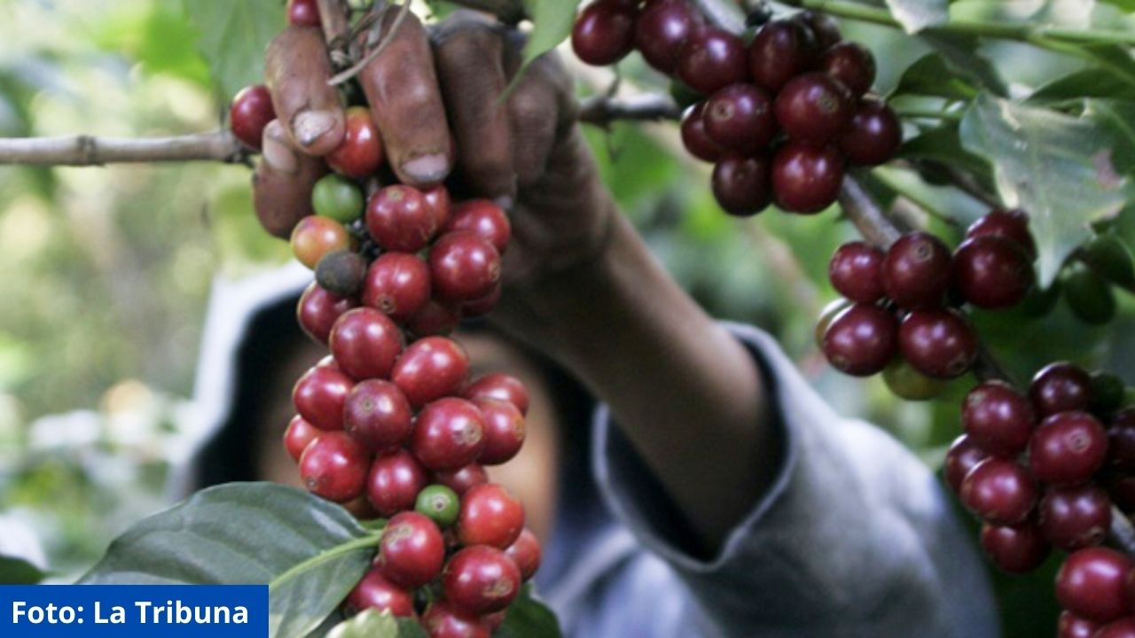 BCIE apoyará a caficultores de Honduras y Nicaragua a aumentar su resiliencia