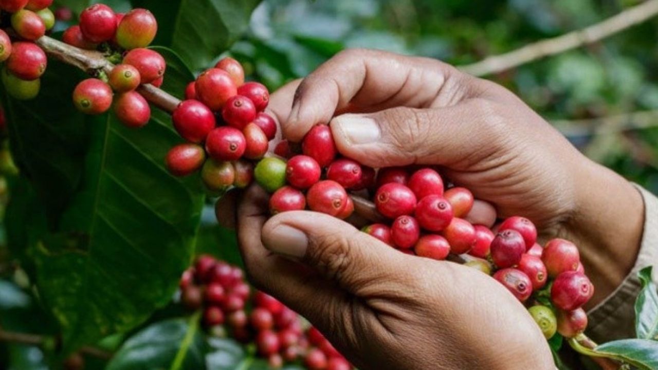 Ingresos por exportaciones de café hondureño suben 85 % en 4 meses de cosecha