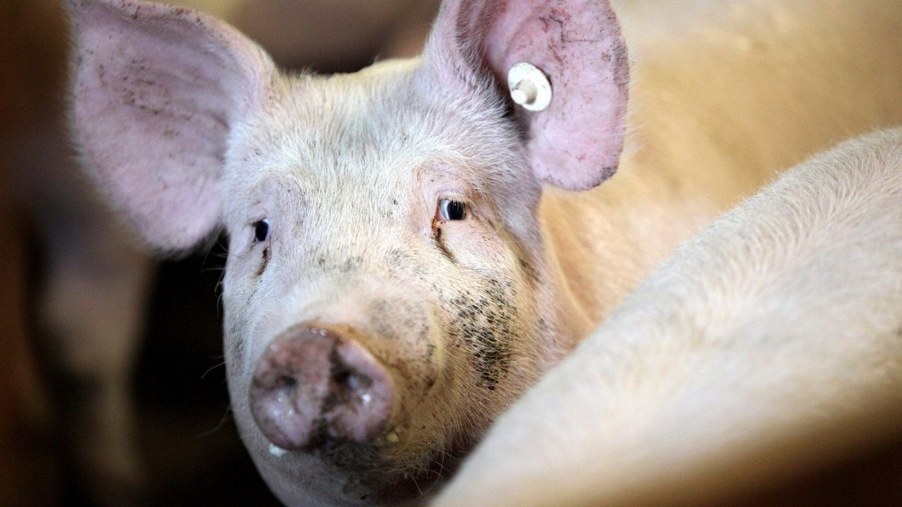 ¡Dantesco! Mata y descuartiza a hombre y luego se lo da de comer a cerdos