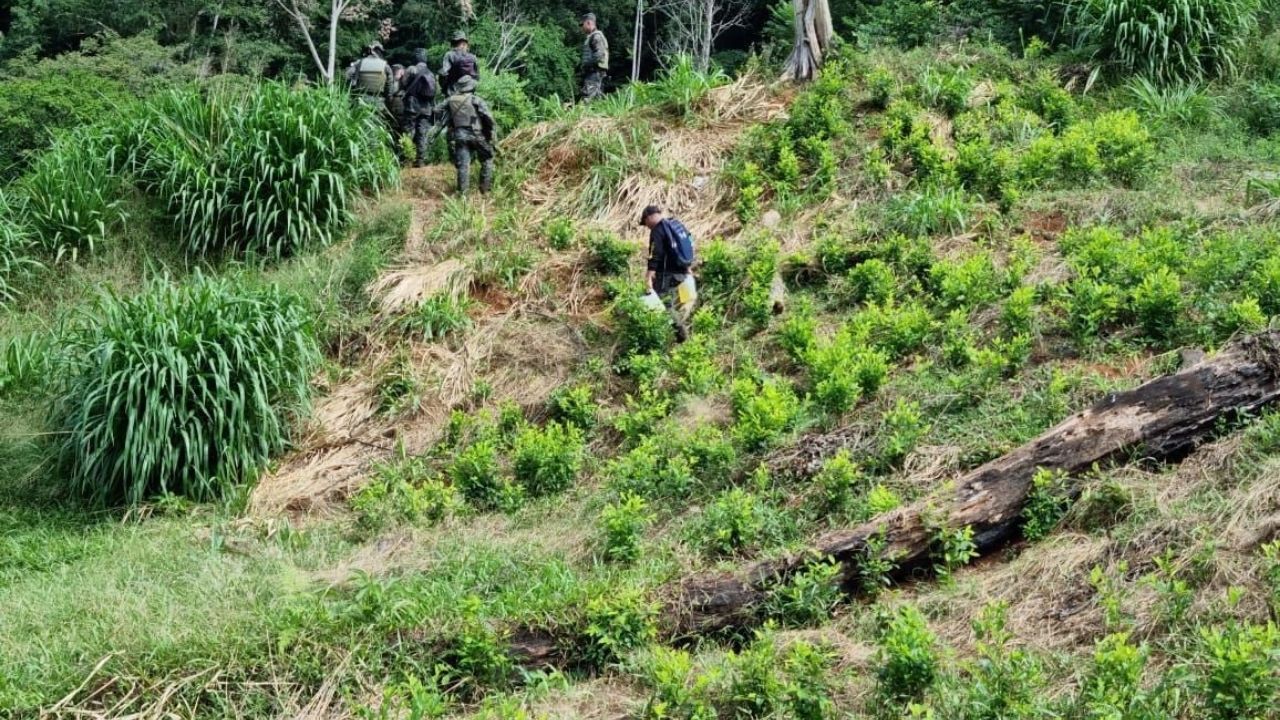 Destruyen plantación de supuesta droga en Colón