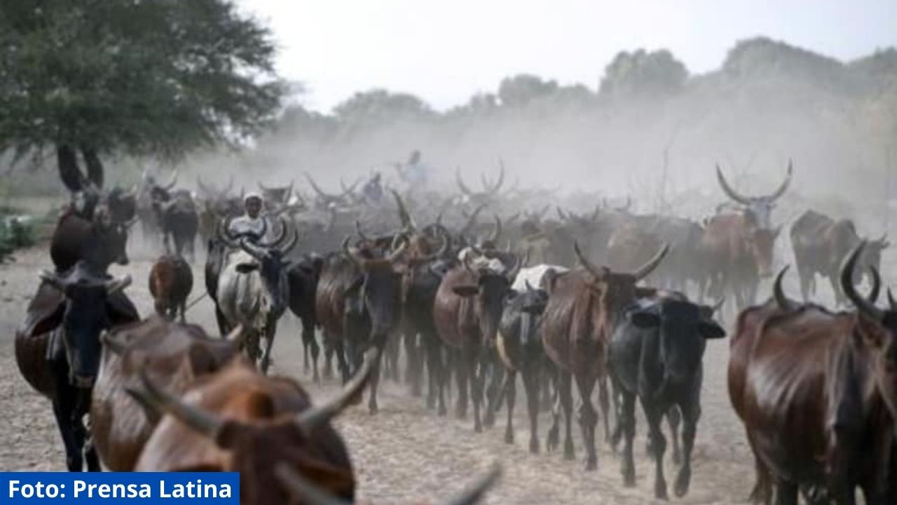 Al menos doce muertos en Chad en enfrentamientos entre ganaderos y campesinos