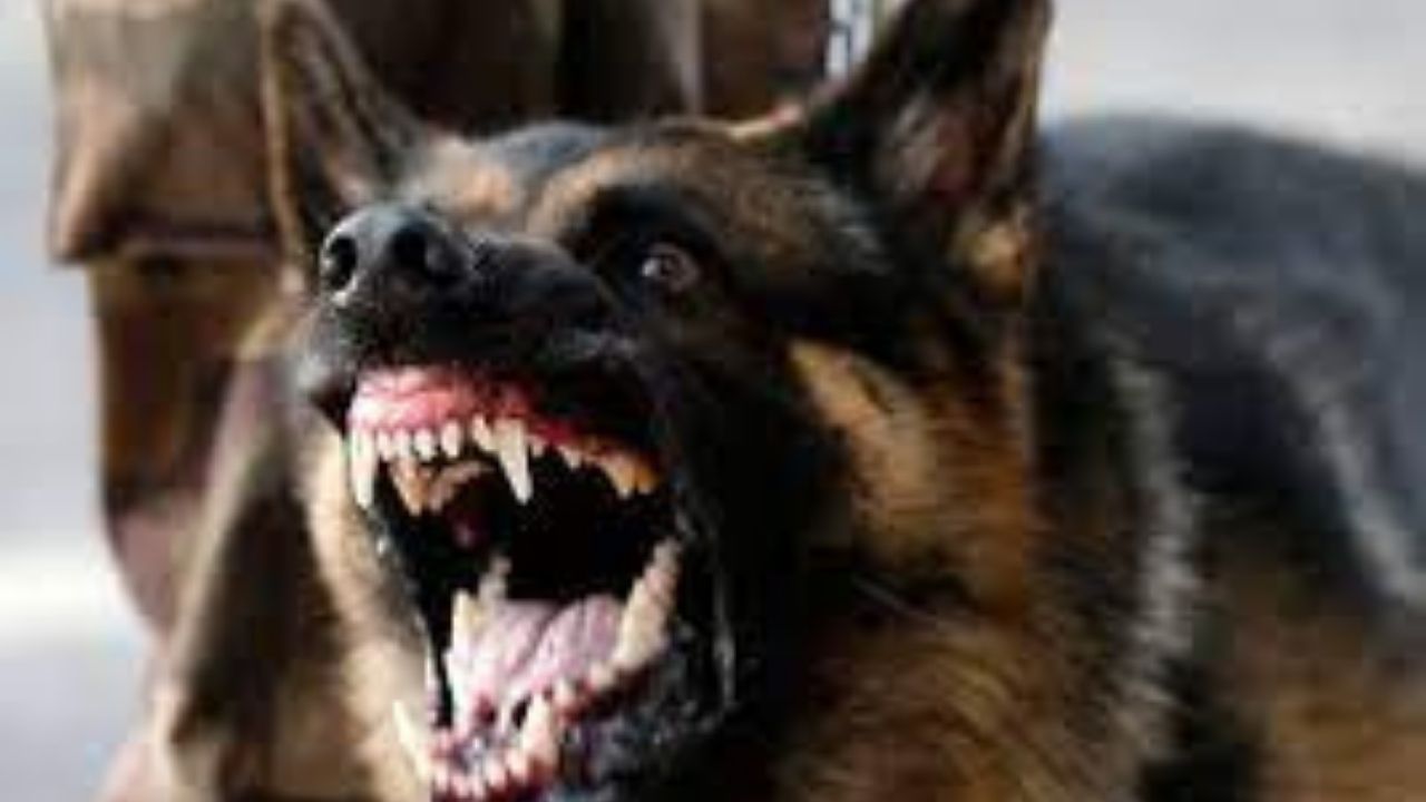 Un perro de un refugio de animales de Florida mata a una mujer y hiere a otra