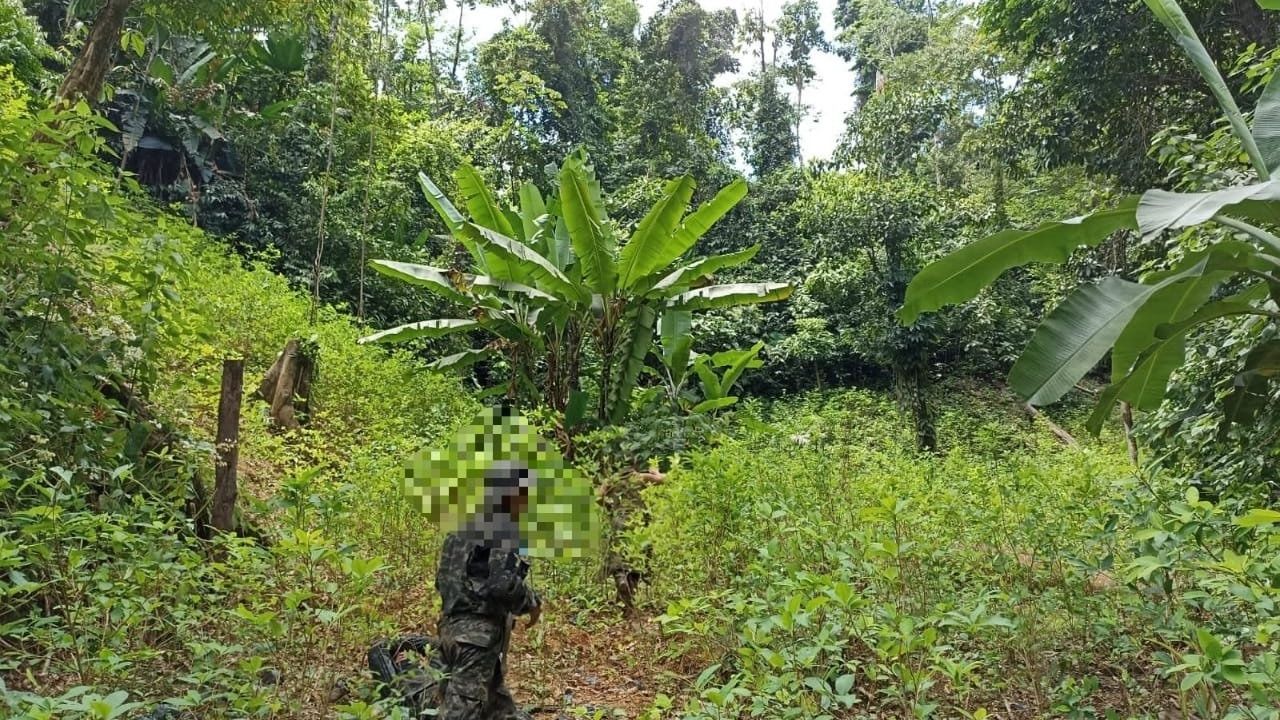 Incautan plantación de hojas de coca y dos narcolaboratorios en Colón