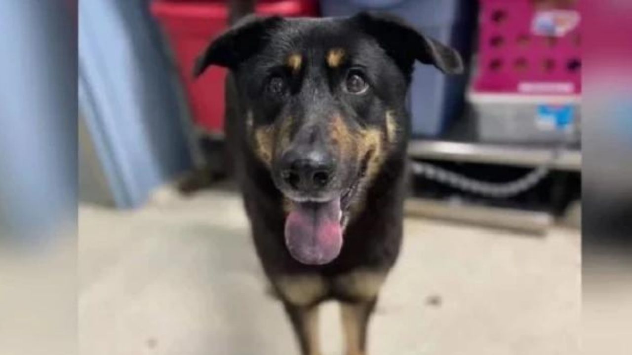 Perro abandonado supuestamente por ser "gay” fue adoptado por pareja del mismo sexo