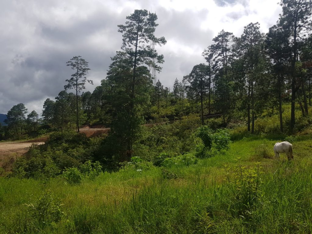 Imagen de cuerpo de nota