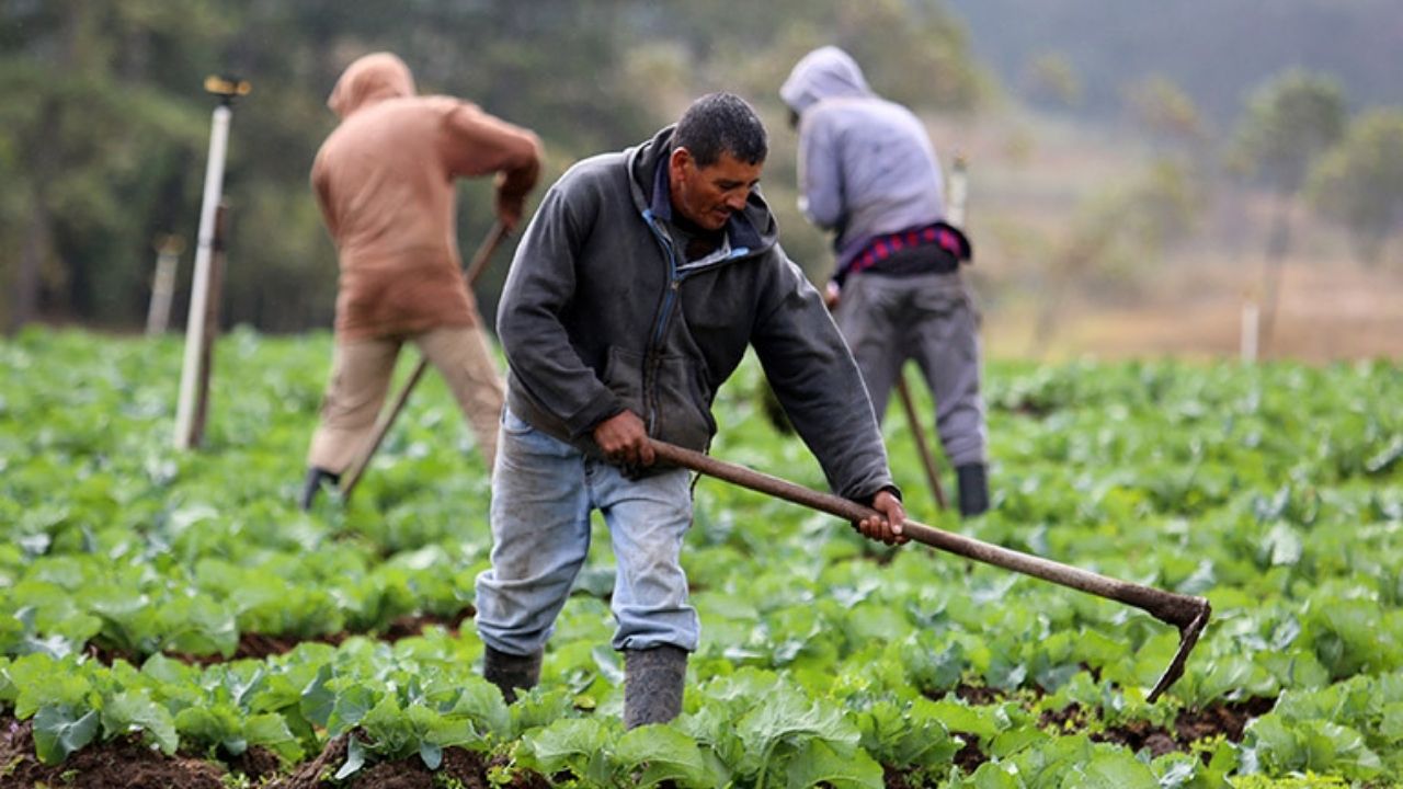 Honduras urge de al menos L 4,000 millones para reactivar el aparato agrícola
