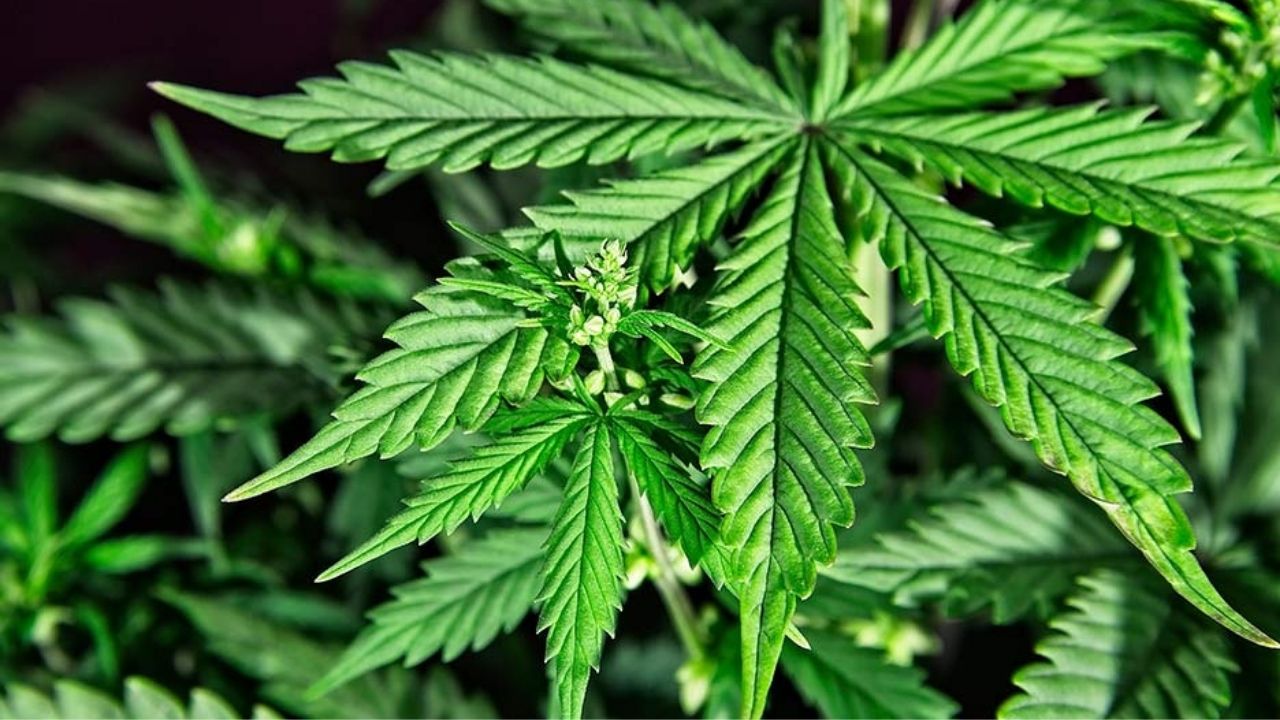 Doctor Denis Castro sobre legalización del cultivo de cannabis: vivimos en una época medieval en Honduras