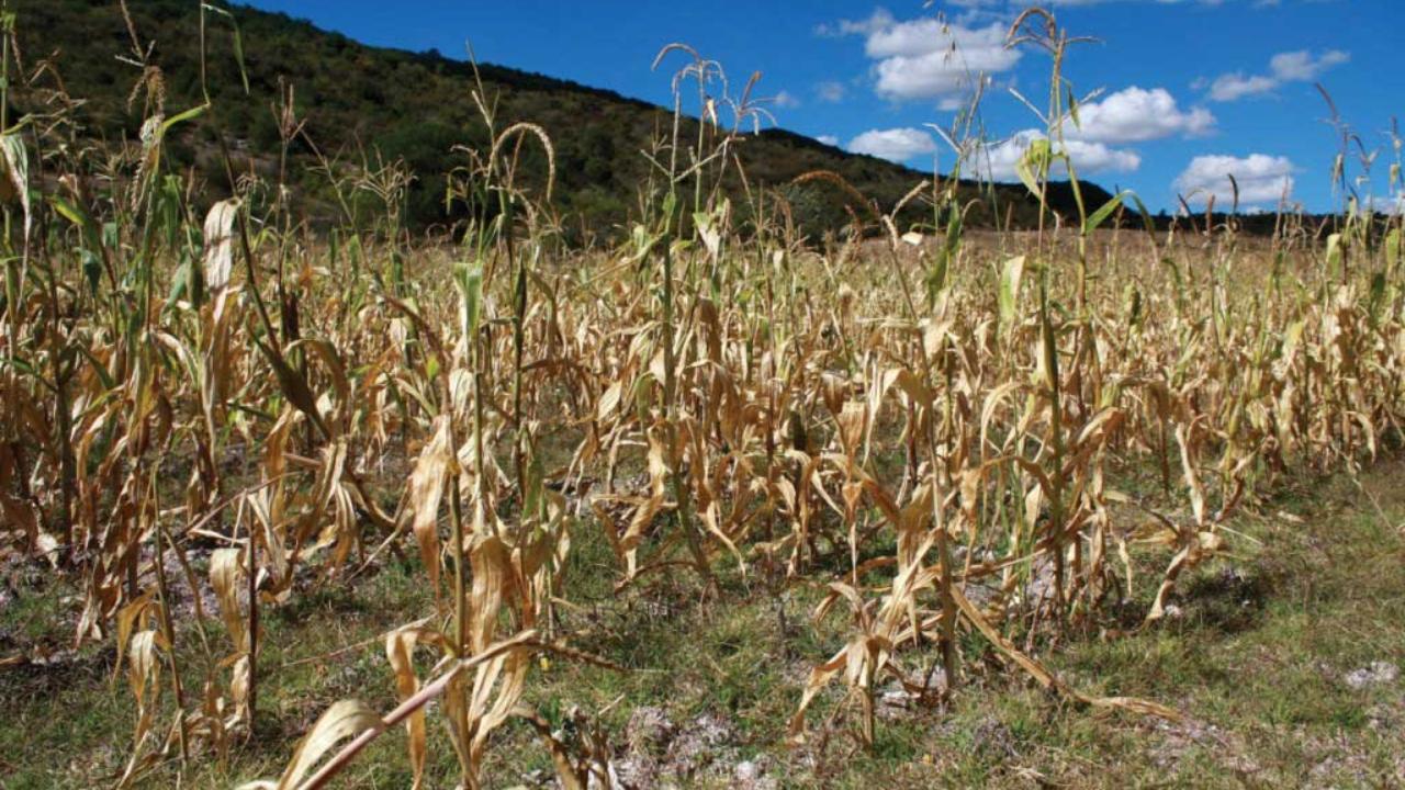 Pronóstico de escasas lluvias pone en riesgo cultivos de ciclo de primera