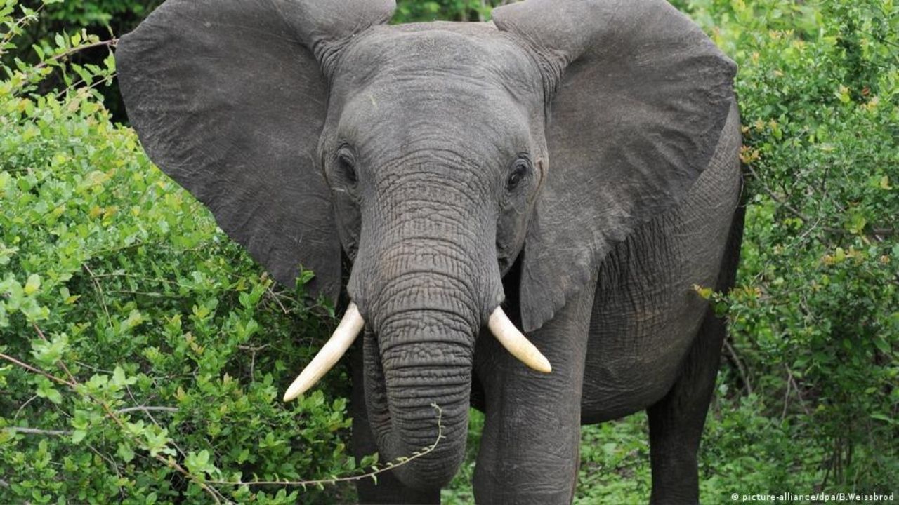 Aplastado por un elefante murió investigador colombiano en Uganda