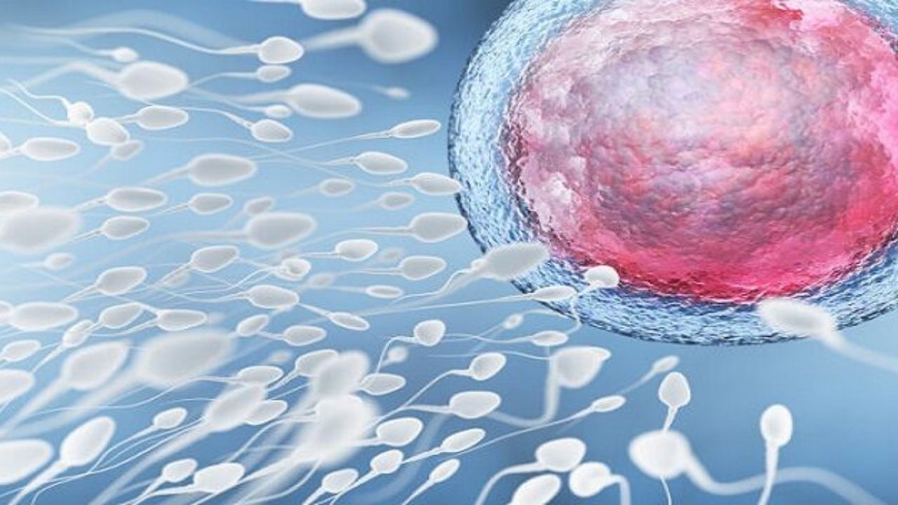 Científicos de Florida crean curioso chip para separar los espermatozoides 'buenos'