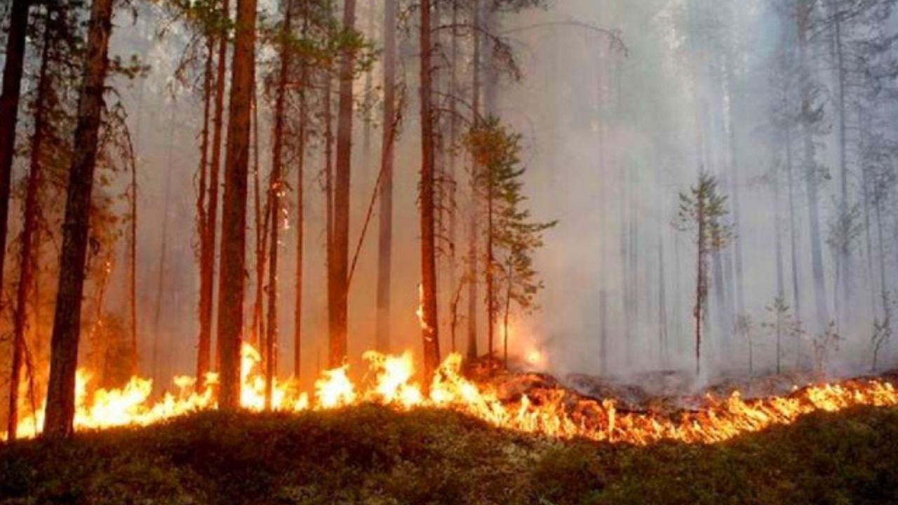 En 2022: En más de 2,800% se ha incrementado área afectada por incendios forestales