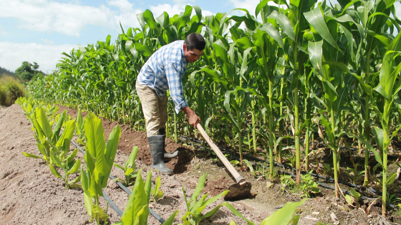Yoro y Olancho serían los departamentos con relativa mejor producción de primera