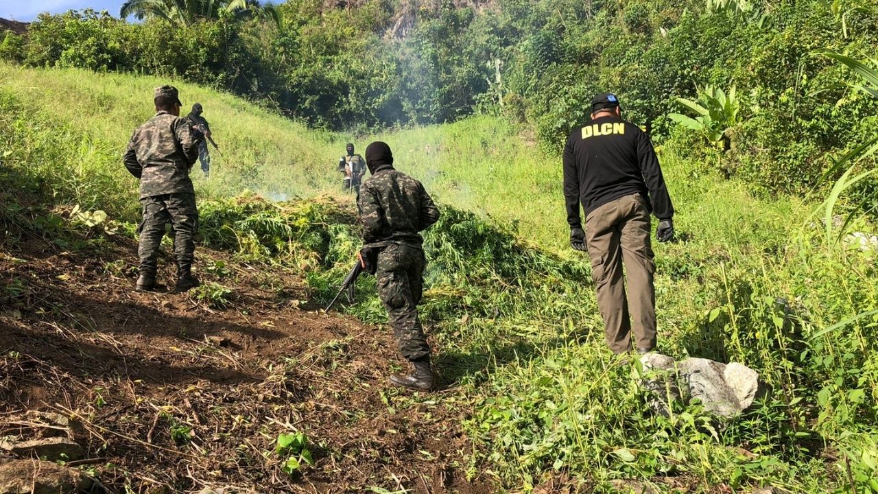40 mil plantas de marihuana fueron incineradas en Tocoa