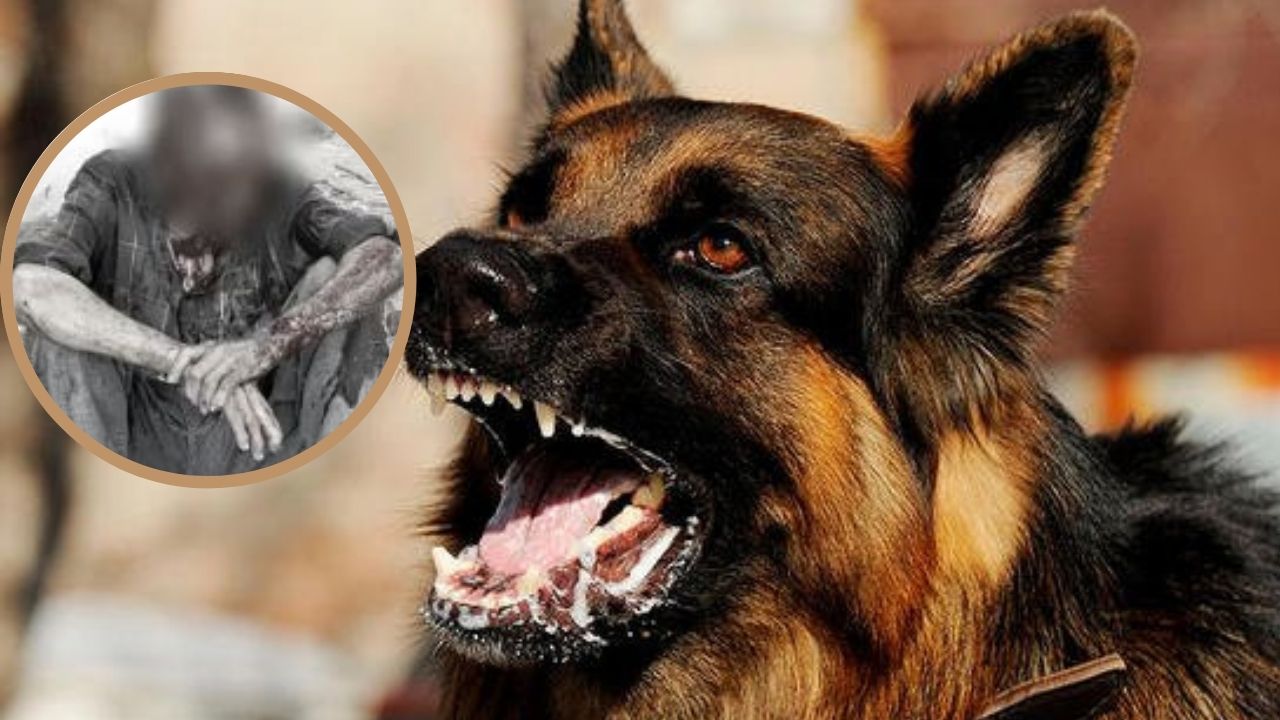 Perro le desfigura el rostro a anciano hondureño y lo deja en estado crítico