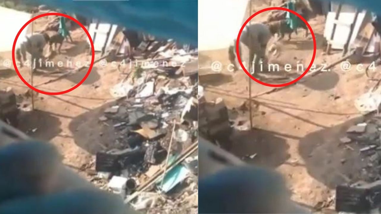 ¡Indignante! Captan a hombre alimentando a sus perros con gatos