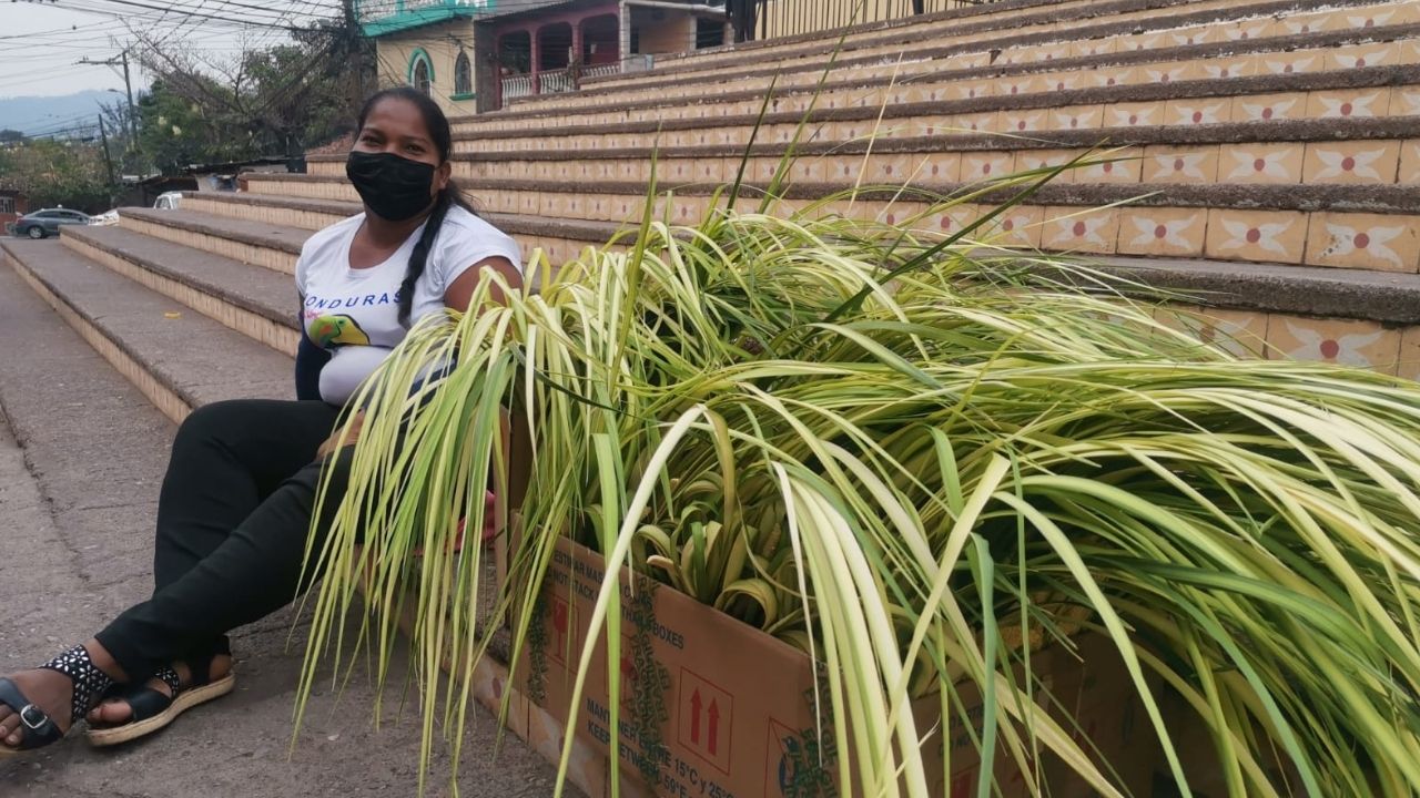 Fotos: campesinos listos con palmas a la venta previo al Domingo de Ramos