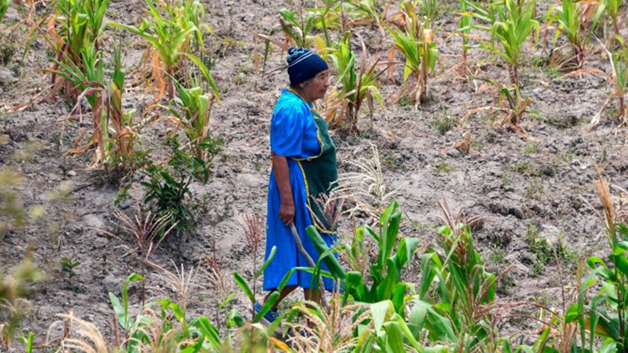 120 municipios más del Corredor Seco de Honduras se suman a la escasez de alimentos