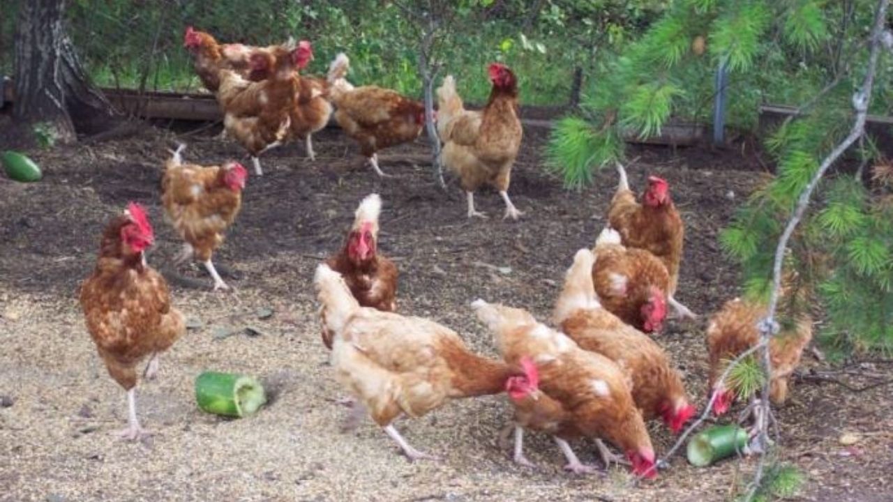 Hondureña le reclamó a su vecino por robarle unos pollos y él la mató a balazos