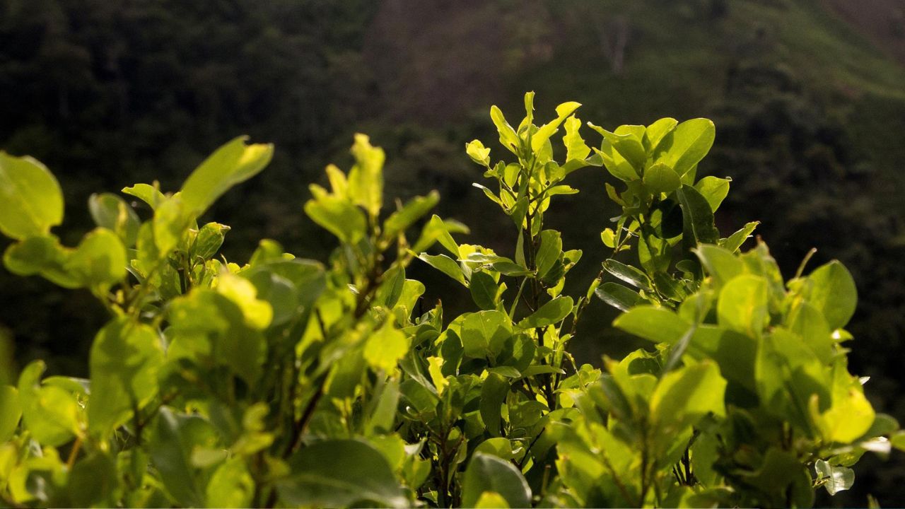 Se han destruido en Honduras unos 550 mil arbustos de hoja de coca en 2022, según la Policía Nacional