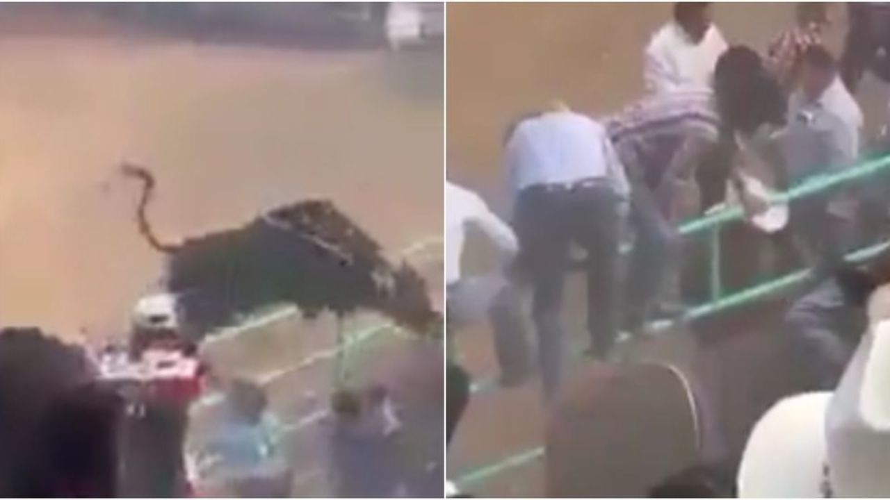 ¡Toro volador! El angustioso momento en que un toro se fue hacia el público