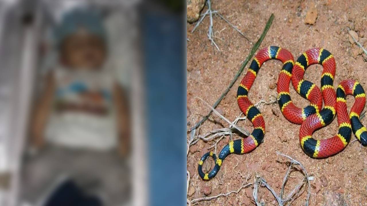 Bebé de seis meses muere por mordedura de una serpiente de coral en Olancho