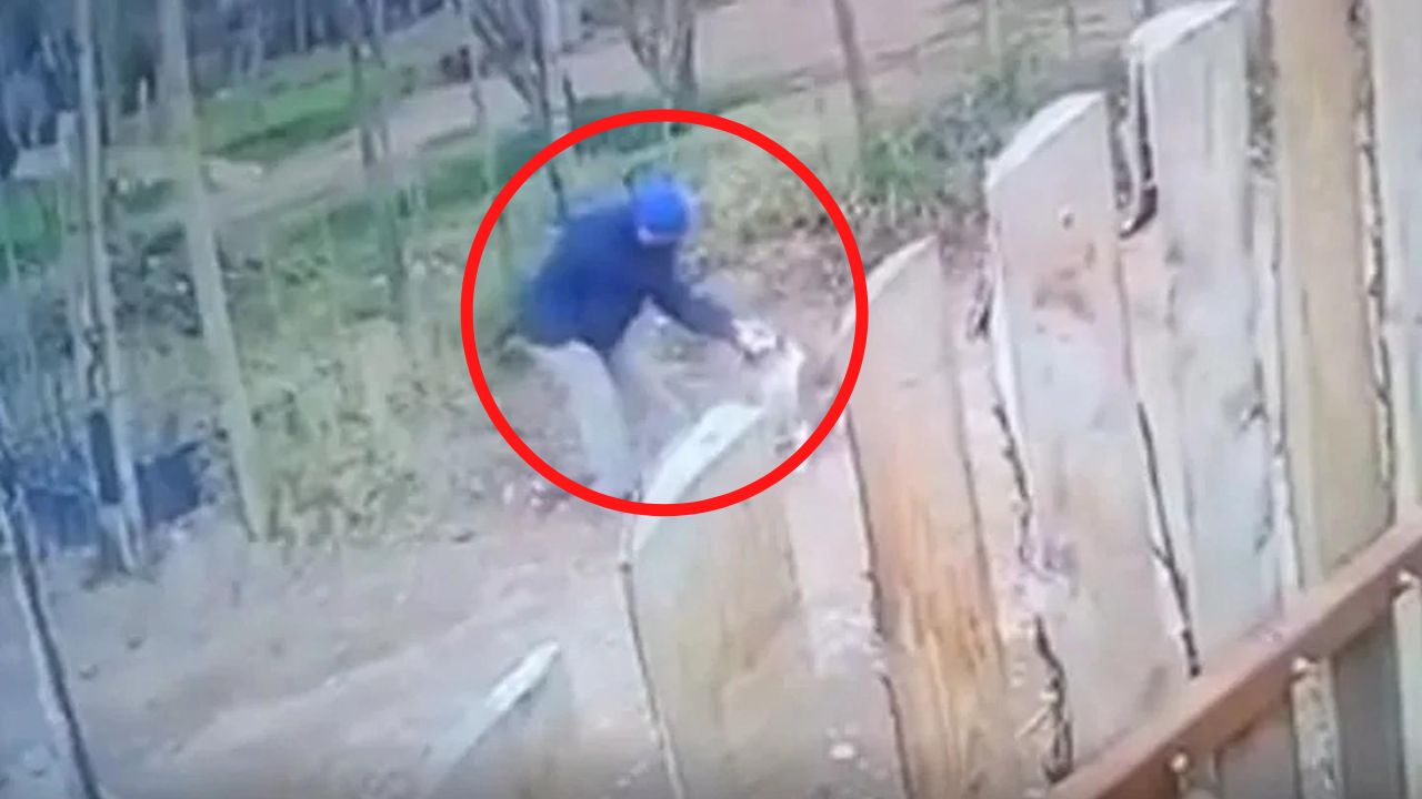 Hombre ahorcó a un pitbull con un cable; dueña del animal dice 'nunca atacó a nadie, lo tenía atado'