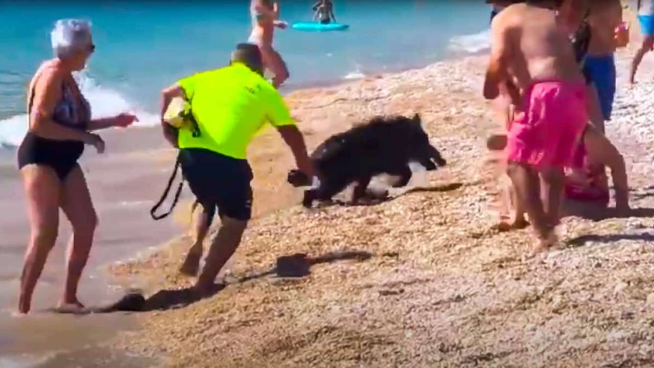 Jabalí sale del mar y muerde a una mujer en España; así fue el momento que vivieron los bañistas